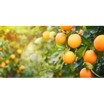 Orange Plant